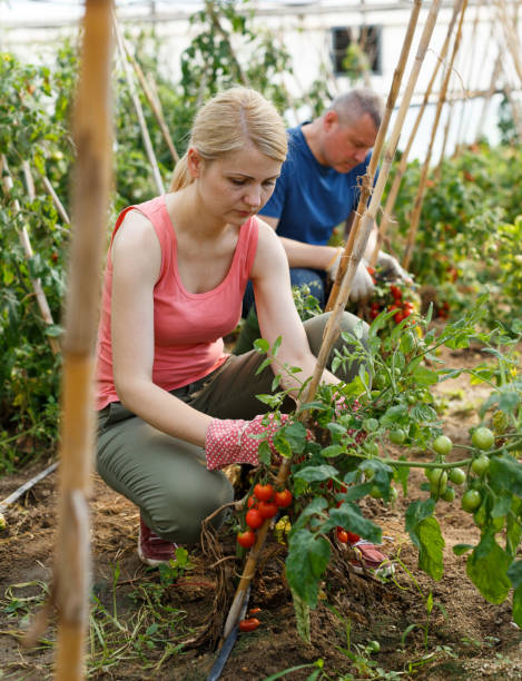istock Woman with man cultivating tomatoes 1083056556