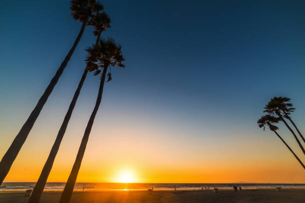 istock Tall palm trees in Newport Beach at sunset 1083057136