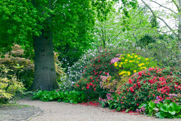 Colourful rhododendrons, azaleas in bloom on a walking path by an oak tree, in a spring lush garden .