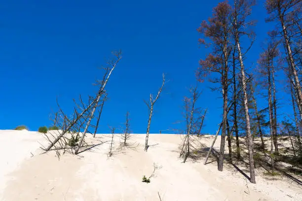 Dead-trees on dunes at Slowinski national park in Leba, Poland.
