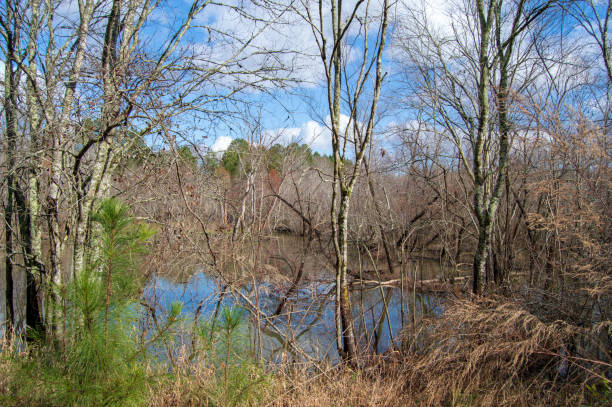istock Little Mulberry Park, GA Wetland 1083063318