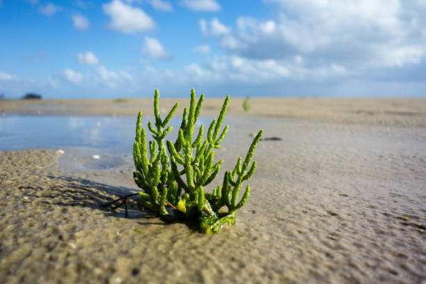 푸른 하늘에 비치에 glasswort 공장 해산물 - low salt 뉴스 사진 이미지