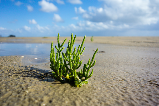 Glasswort plant seafood on the beach at blue sky