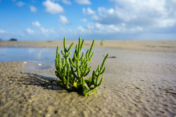 glasswort roślin owoców morza na plaży na błękitnym niebie - low salt zdjęcia i obrazy z banku zdjęć