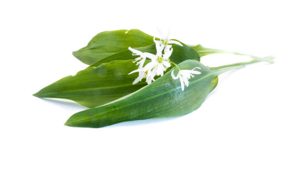 istock Green wild garlic leaves with flower isolated on white background 1083065882