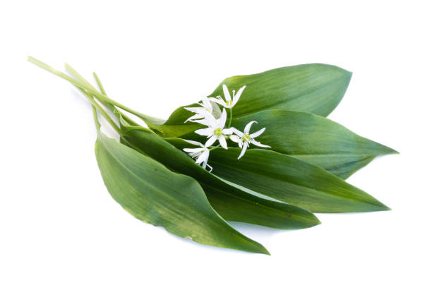 istock Green wild garlic leaves with flower isolated on white background 1083065902