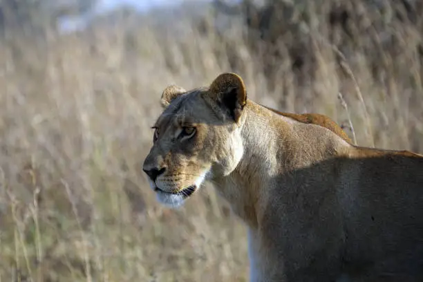 A close up view of a female Lion in Botswana, Africa.