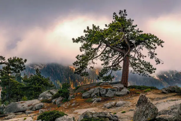 A stormy sky provides a fitting background for this lone tree on top of Buena Vista Mountain Peak. The sun peaking through the clouds adds to the dramatic view.