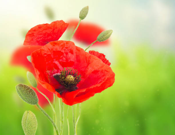 istock Poppy red  flower 1083070714