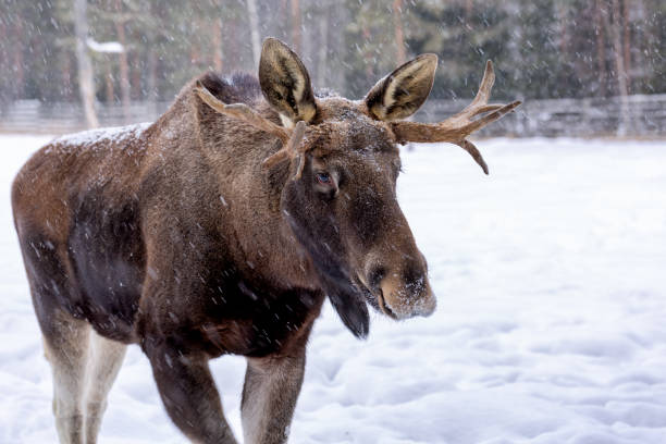 istock Moose in winter at the zoo, Finland 1083070778