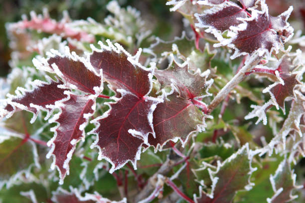 Oregon Grape Leaves edged with frost stock photo