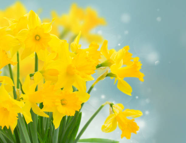 istock spring yellow  narcissu 1083073212