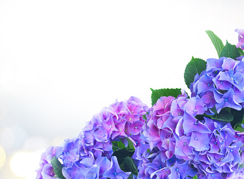 blue and violet hortensia flowers and leaves on fancy glimming bokeh background