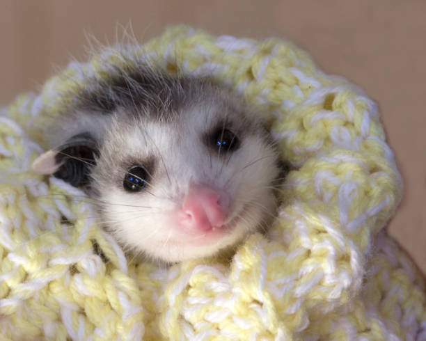 Possum Baby stock photo