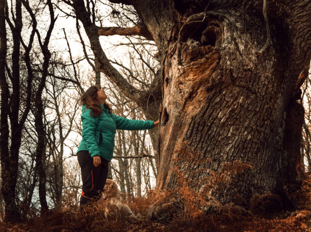 istock Woman touching an old tree in a forest in autumn 1083084388
