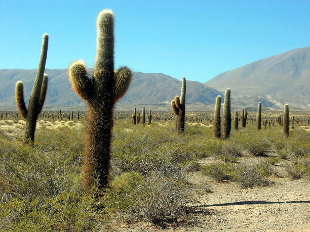 istock National Park Los Cardones, Argentina 1083087790