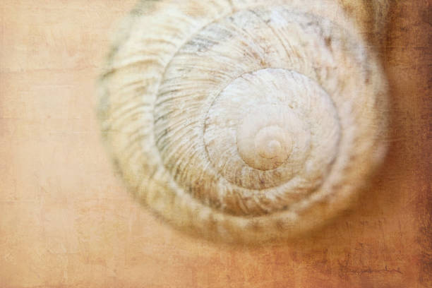 istock Shell of a grape snail on a wintering on a wooden wall with the imposed texture 1083087888