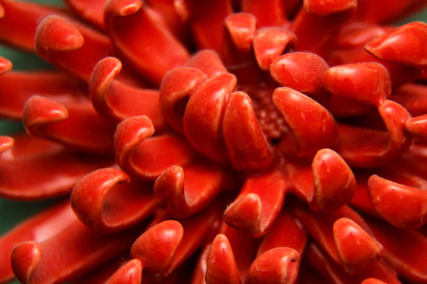 istock red petals of a ceramic flower 1083091306
