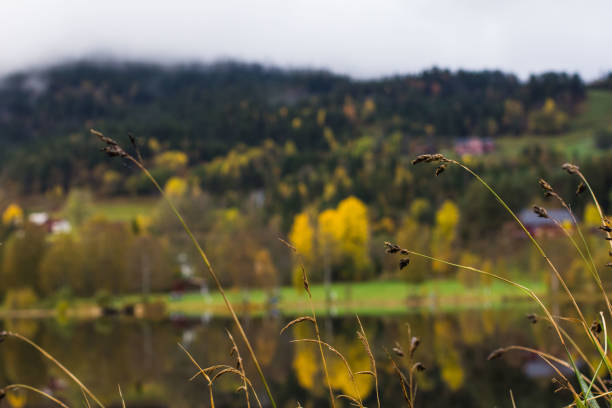 Fall landscape with lake shore plants in foreground and reflection motif