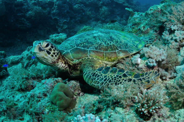 istock Green Sea Turtle, Whitsundays, Great Barrier Reef, Australia 1083094202