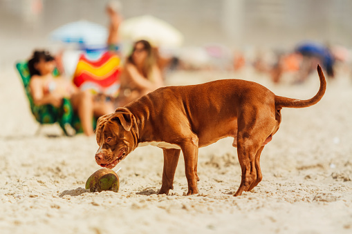 Pitbull dog watches head-down next to a coconut on the beach
