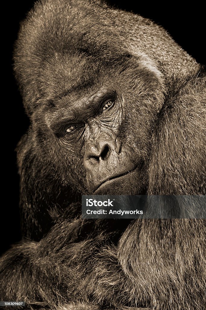 Posieren Silberrücken-Gorilla - Lizenzfrei Männliches Tier Stock-Foto