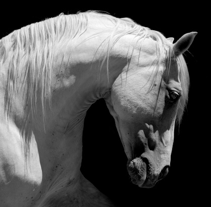 Close-up of an horse head in black and white