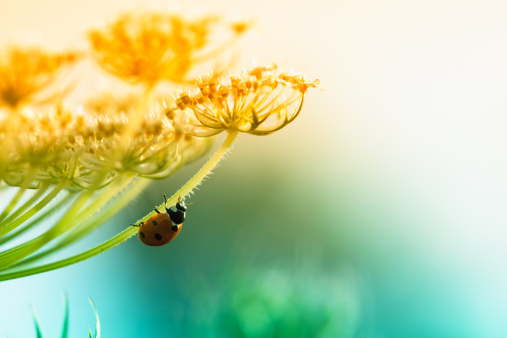 rose chafer (Cetonia aurata) on a flower