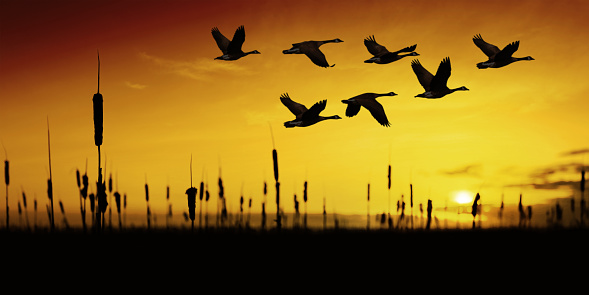 Flock of cranes flying above a tree grove in sunset