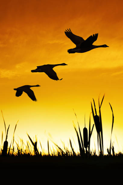 istock XXXL migrating canada geese 108309784
