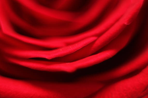 istock red petals of a rose 1083098262