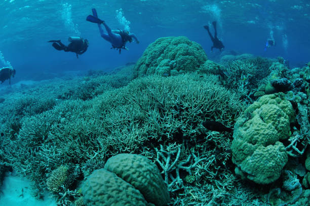 Divers exploring coral gardens, Agincourt Reefs, Port Douglas, Great Barrier Reef, Australia stock photo