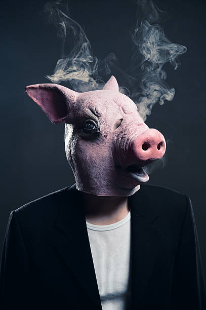 fumaça sair da peste suína cabeça - pig swine flu flu virus cold and flu - fotografias e filmes do acervo