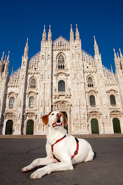 Dog in front of Milano duomo stock photo