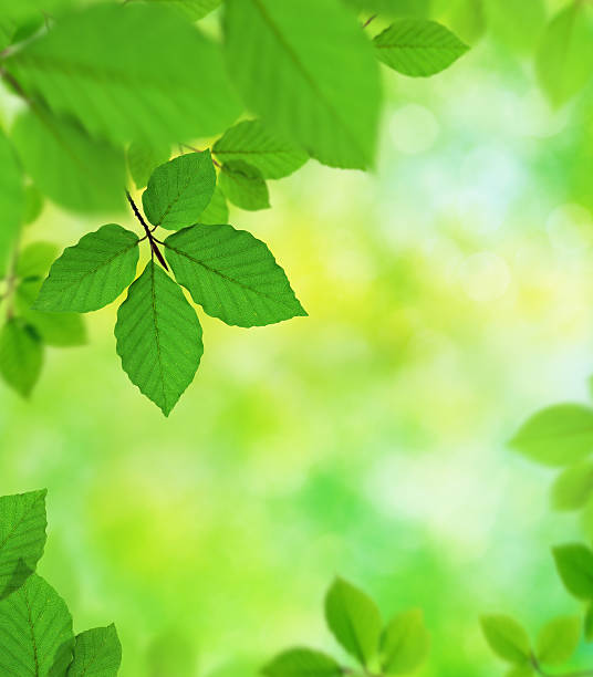 istock Green Leaves In The Forest 108310216