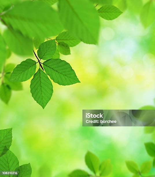 Green Leaves In The Forest Stock Photo - Download Image Now - Environmental Conservation, Green Color, Leaf