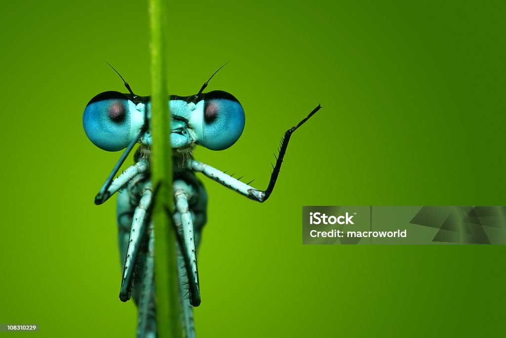 Libélula azul sentado en brizna de hierba - Foto de stock de Insecto libre de derechos