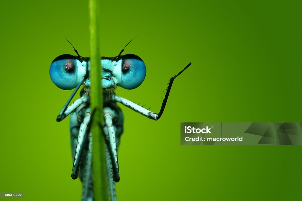 Blue Dragonfly Sitting on Blade of Grass  Insect Stock Photo