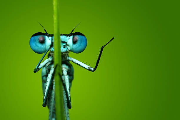 Blue Dragonfly Sitting on Blade of Grass stock photo