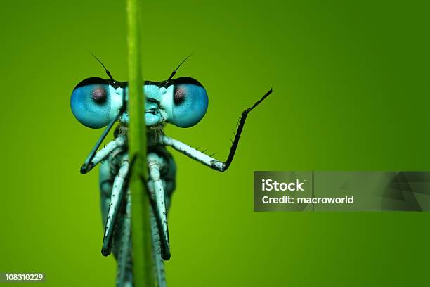 Blue Dragonfly Sitting On Blade Of Grass Stock Photo - Download Image Now - Insect, Animal, Humor