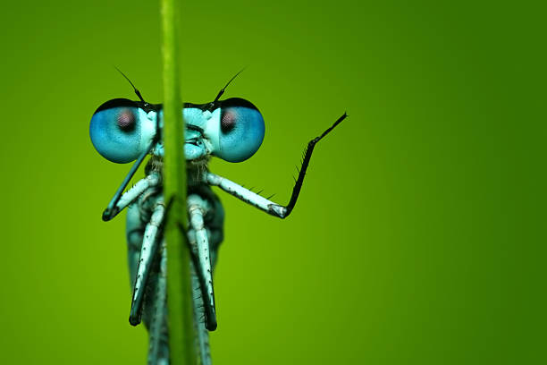 blue dragonfly siedzi na źdźbło trawy - owad zdjęcia i obrazy z banku zdjęć