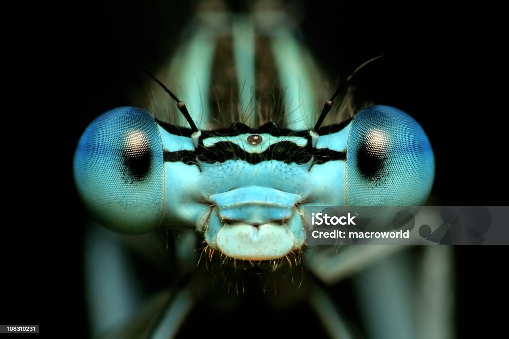 Close-up front view of a dragonfly's eyes [url=http://www.istockphoto.com/file_search.php?action=file&lightboxID=9936622][img]http://www.m.h2g.pl/2.jpg[/img][/url] 
[url=file_closeup.php?id=12082683][img]file_thumbview_approve.php?size=1&id=12082683[/img][/url] [url=file_closeup.php?id=12082678][img]file_thumbview_approve.php?size=1&id=12082678[/img][/url] [url=file_closeup.php?id=12082475][img]file_thumbview_approve.php?size=1&id=12082475[/img][/url] [url=file_closeup.php?id=11903166][img]file_thumbview_approve.php?size=1&id=11903166[/img][/url] [url=file_closeup.php?id=11937500][img]file_thumbview_approve.php?size=1&id=11937500[/img][/url] [url=file_closeup.php?id=7993449][img]file_thumbview_approve.php?size=1&id=7993449[/img][/url] [url=file_closeup.php?id=8682929][img]file_thumbview_approve.php?size=1&id=8682929[/img][/url] [url=file_closeup.php?id=8682906][img]file_thumbview_approve.php?size=1&id=8682906[/img][/url] [url=file_closeup.php?id=8682887][img]file_thumbview_approve.php?size=1&id=8682887[/img][/url] [url=file_closeup.php?id=7657715][img]file_thumbview_approve.php?size=1&id=7657715[/img][/url] [url=file_closeup.php?id=9803292][img]file_thumbview_approve.php?size=1&id=9803292[/img][/url] [url=file_closeup.php?id=7963461][img]file_thumbview_approve.php?size=1&id=7963461[/img][/url] [url=file_closeup.php?id=7906517][img]file_thumbview_approve.php?size=1&id=7906517[/img][/url] [url=file_closeup.php?id=7601284][img]file_thumbview_approve.php?size=1&id=7601284[/img][/url] [url=file_closeup.php?id=6651145][img]file_thumbview_approve.php?size=1&id=6651145[/img][/url] [url=file_closeup.php?id=5963218][img]file_thumbview_approve.php?size=1&id=5963218[/img][/url] [url=file_closeup.php?id=3926372][img]file_thumbview_approve.php?size=1&id=3926372[/img][/url] [url=file_closeup.php?id=3859527][img]file_thumbview_approve.php?size=1&id=3859527[/img][/url] Insect Stock Photo