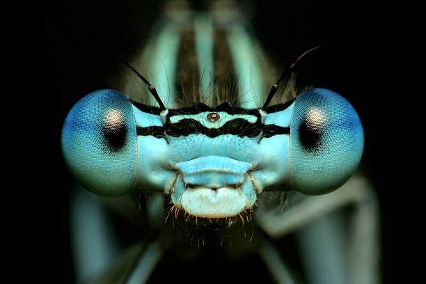 Close-up front view of a dragonfly's eyes stock photo