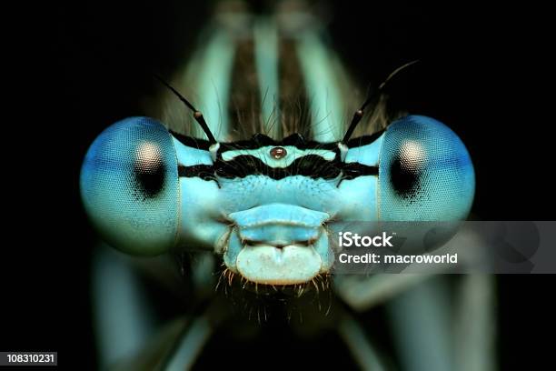 Closeup Front View Of A Dragonflys Eyes Stock Photo - Download Image Now - Insect, Dragonfly, Close-up