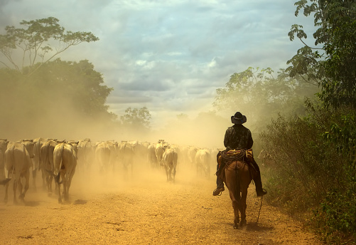 South-american traditional cowboy at cattle drive. Pantanal wetlands, Mato Grosso do Sul state, Brazil. World Nature Heritage site and Biosphere Reserve.