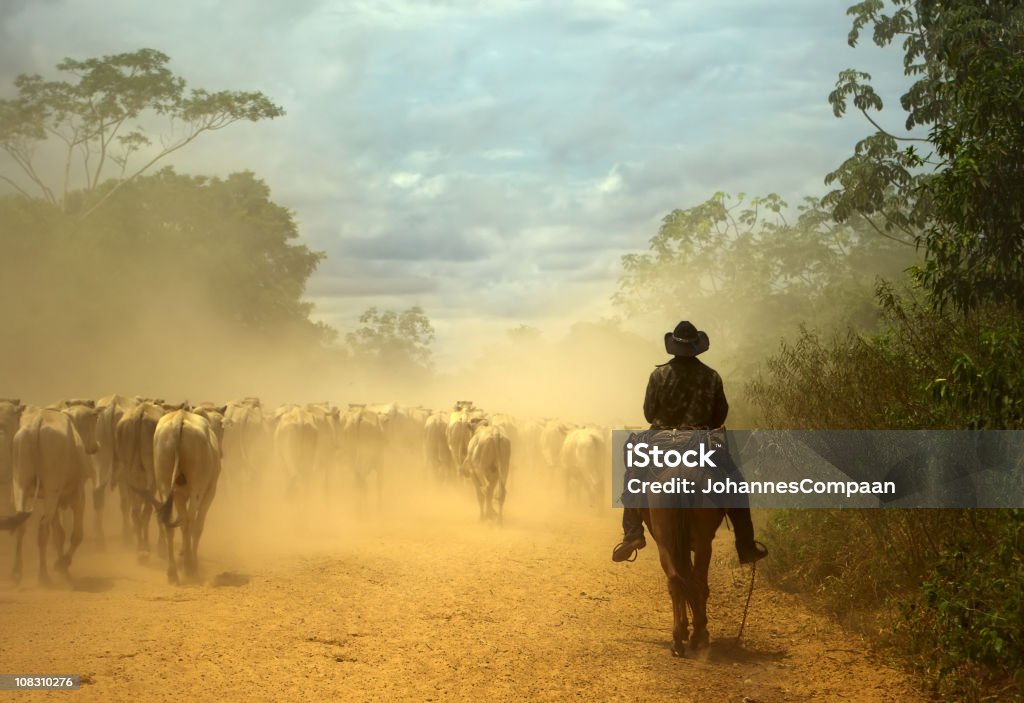 Oldfashioned cowboy at cattle drive. Pantanal wetlands, Brazil South-american traditional cowboy at cattle drive. Pantanal wetlands, Mato Grosso do Sul state, Brazil. World Nature Heritage site and Biosphere Reserve. Pantanal Wetlands Stock Photo