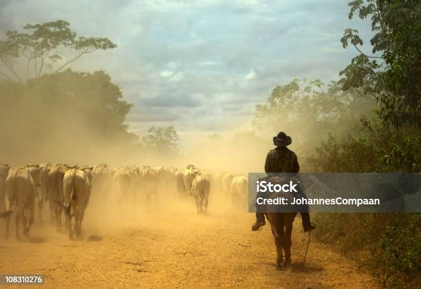 Oldfashioned Cowboy At Cattle Drive Pantanal Wetlands Brazil Stock Photo - Download Image Now