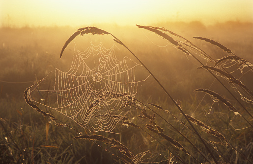 beads Of Dewdrops Highlighting A Spidersweb during the dawn at South Wales UK