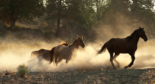 istock Running horses w/kicked up backlit dust 108310390