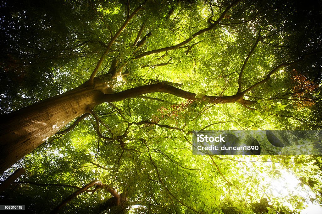 Lit King (très grand lit) de la forêt arbre - Photo de Arbre libre de droits